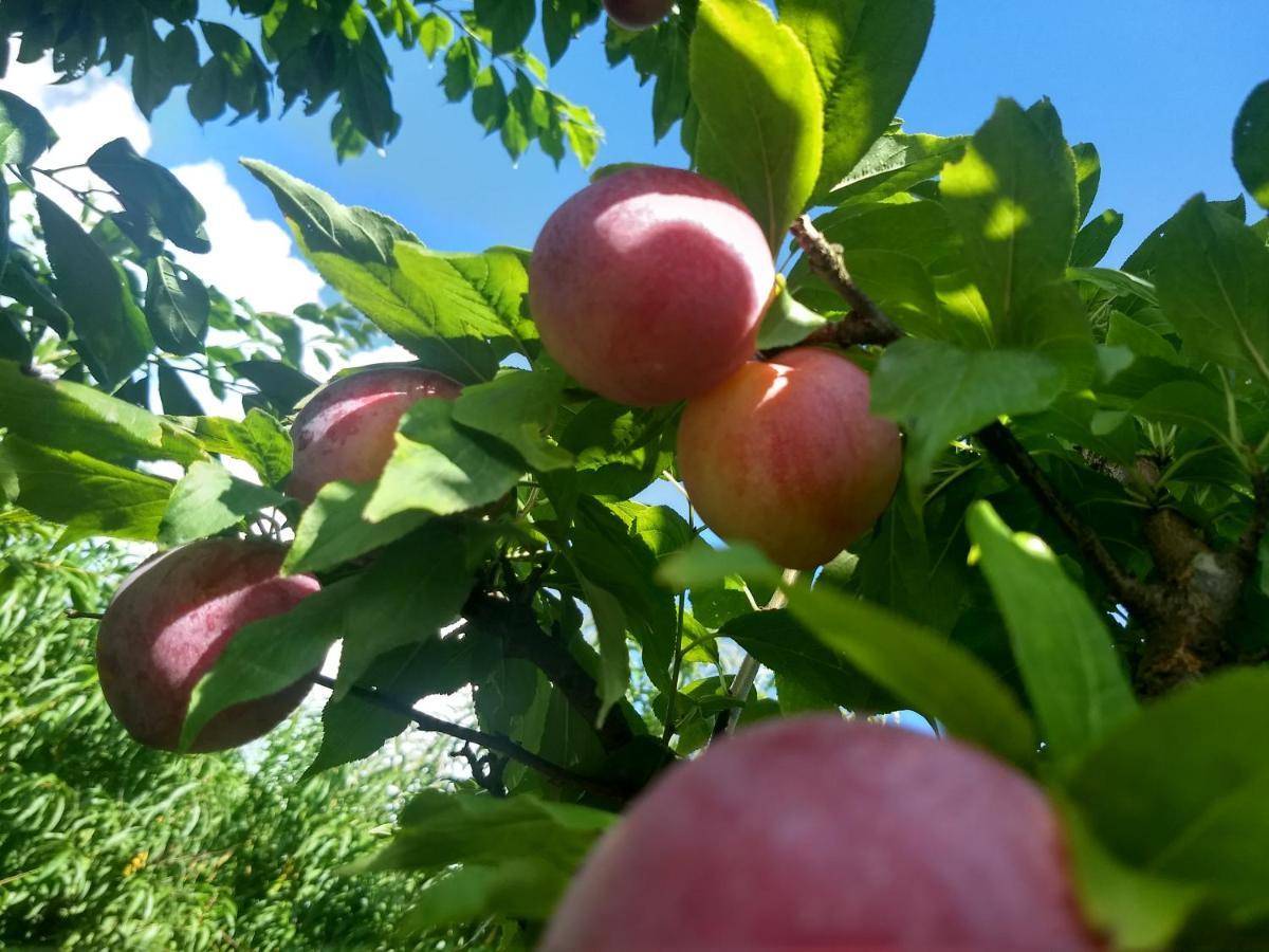 Chales Manaca Da Serra أوروبيسي المظهر الخارجي الصورة