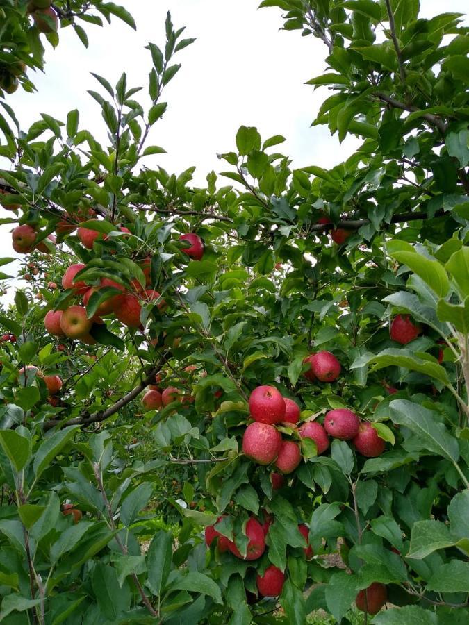 Chales Manaca Da Serra أوروبيسي المظهر الخارجي الصورة